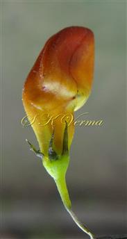  Young Flower with calyx